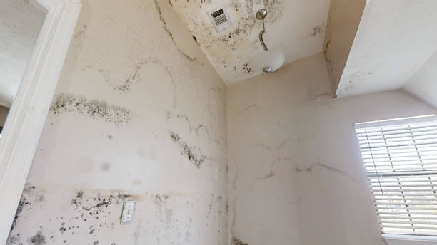 Best Commercial Mold Inspection  in Groesbeck, OH