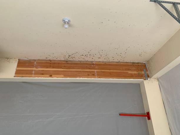Best Mold Odor Removal Services  in Groesbeck, OH