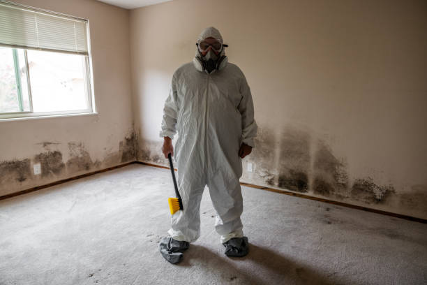 Best Black Mold Removal  in Groesbeck, OH